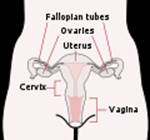 Uterus and Vagina