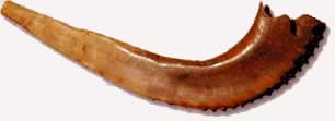 shofar