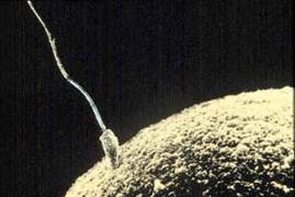 A spermatozoon fertilising an ovum