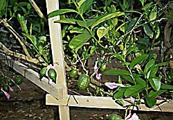 Figs