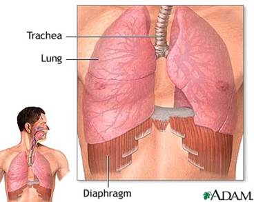 Diaphragm and lungs