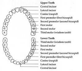 Teeth