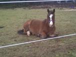 http://fc05.deviantart.net/fs71/f/2010/364/2/f/horse_lying_down_by_minimeg99-d360om6.jpg