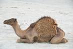 http://www.shiningimagegallery.com/productcart/pc/catalog/Morocco/M/Morocco-3201-07.jpg