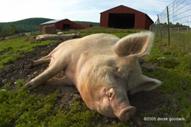 http://derekgoodwin.com/wp-content/uploads/2009/04/20050600_680-pig.jpg