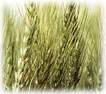 Barley